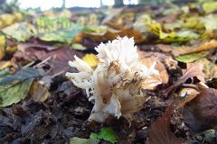 crested-coral-mushroom.jpg
